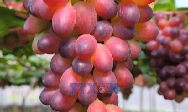 Nông dân tích cực chuẩn bị cho vụ nho Tết
