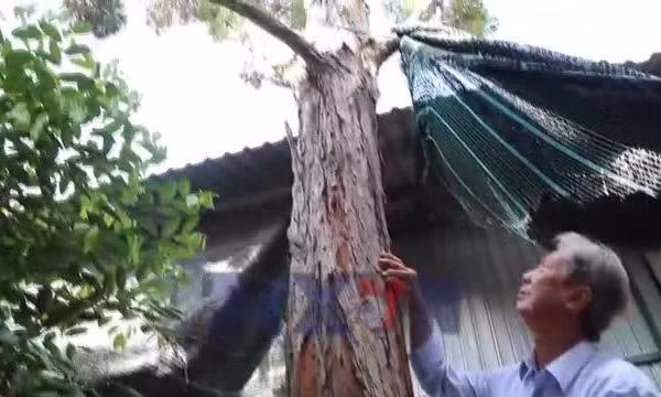 Người nhân giống thành công hơn 2.500 cây thủy tùng