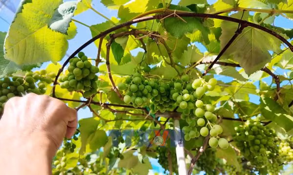 Nho cảnh Khánh Hòa đắt hàng dịp Tết