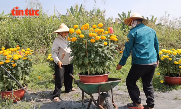 TP Hồ Chí Minh: Làng hoa Thới An vào cao điểm vụ hoa Tết