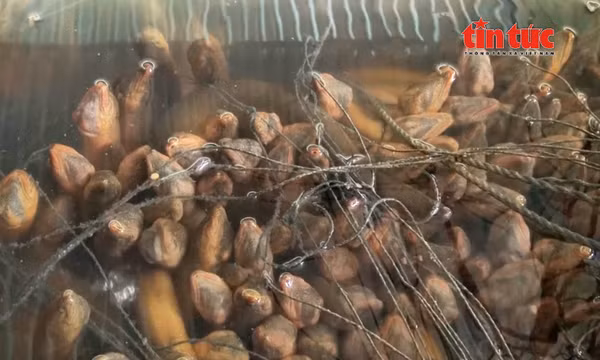 Nông dân Cần Thơ thu lợi từ mô hình nuôi lươn không bùn
