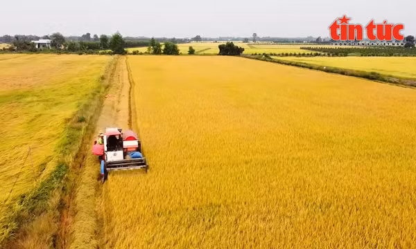 Nông dân hưởng lợi kép từ đề án 1 triệu ha lúa chuyên canh chất lượng cao