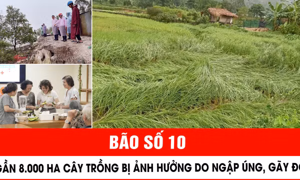 Bão số 10: Gần 8.000 ha cây trồng bị ảnh hưởng do ngập úng, gãy đổ