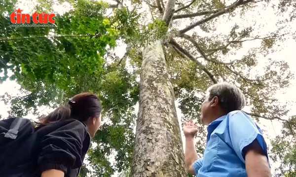 'Cụ' sầu riêng trăm tuổi trên cù lao Tân Lộc - Cần Thơ