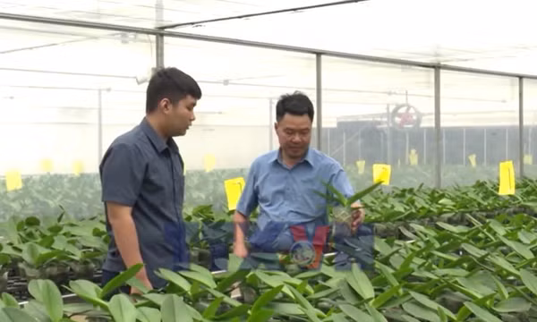 Đẩy mạnh chuyển đổi số, hỗ trợ nông dân ứng dụng công nghệ vào sản xuất