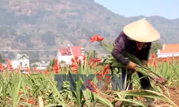 Hàng chục hecta lay ơn ở Lâm Đồng phải nhổ bỏ do nở muộn