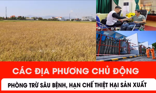 Các địa phương chủ động phòng trừ sâu bệnh, hạn chế thiệt hại sản xuất