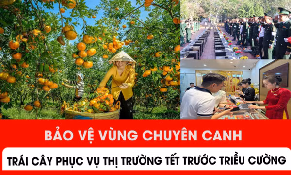 Bảo vệ vùng chuyên canh trái cây phục vụ Tết trước triều cường