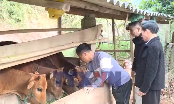 Nông dân Sơn La phòng, chống đói rét cho đàn gia súc