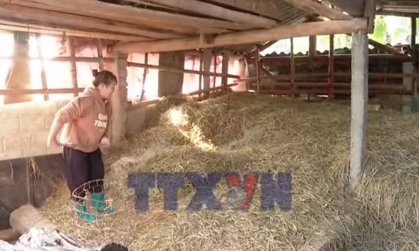 Phú Thọ: Chủ động chống rét cho đàn gia súc