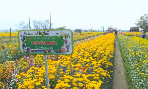 Vườn hoa Dương Nỗ rộn ràng ngày giáp Tết