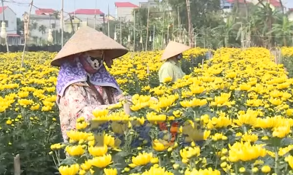 Hoa cúc Nhân Vực sẵn sàng phục vụ Tết