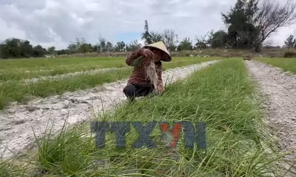 Củ kiệu Thăng Trường mất giá cuối vụ 