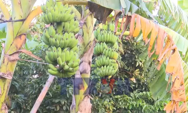 Nông dân Hải Phòng được mùa chuối Tết