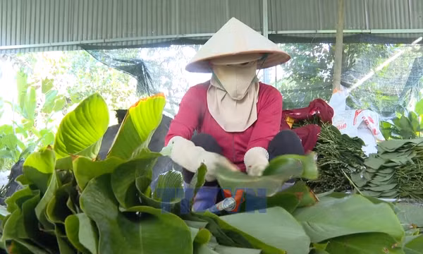 Rộn ràng mùa thu hoạch lá dong phục vụ Tết