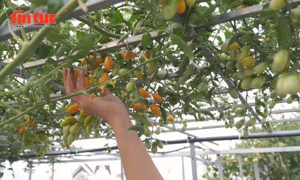 Khu vườn trên cao nuôi dưỡng bình yên giữa lòng thành phố
