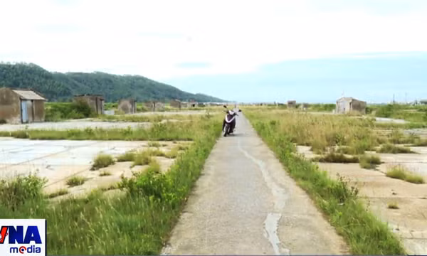 Diêm dân bỏ nghề, những đồng muối ở Thanh Hóa bị bỏ hoang