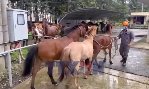 Thăm trại nuôi ngựa làm động vật thí nghiệm ở Khánh Hòa