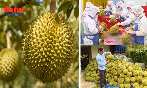 Sầu riêng Việt Nam trước cơ hội vượt 4 tỷ USD