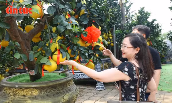 TP Hồ Chí Minh: Bưởi Diễn khoe sắc vàng, sẵn sàng phục vụ thị trường Tết