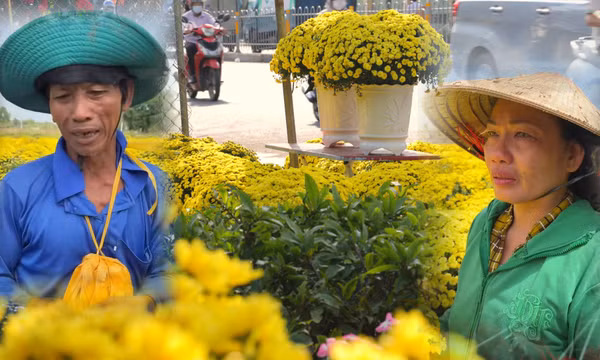 Cúc mâm xôi miền Tây nở sớm, người dân TP Hồ Chí Minh chung tay 'giải cứu'