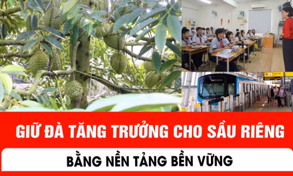 Giữ đà tăng trưởng cho sầu riêng bằng nền tảng bền vững