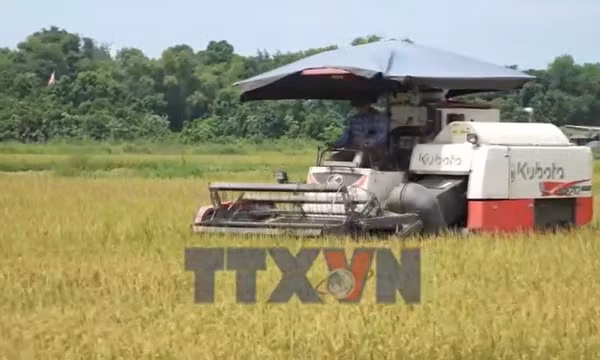Hà Tĩnh khẩn trương thu hoạch lúa xuân
