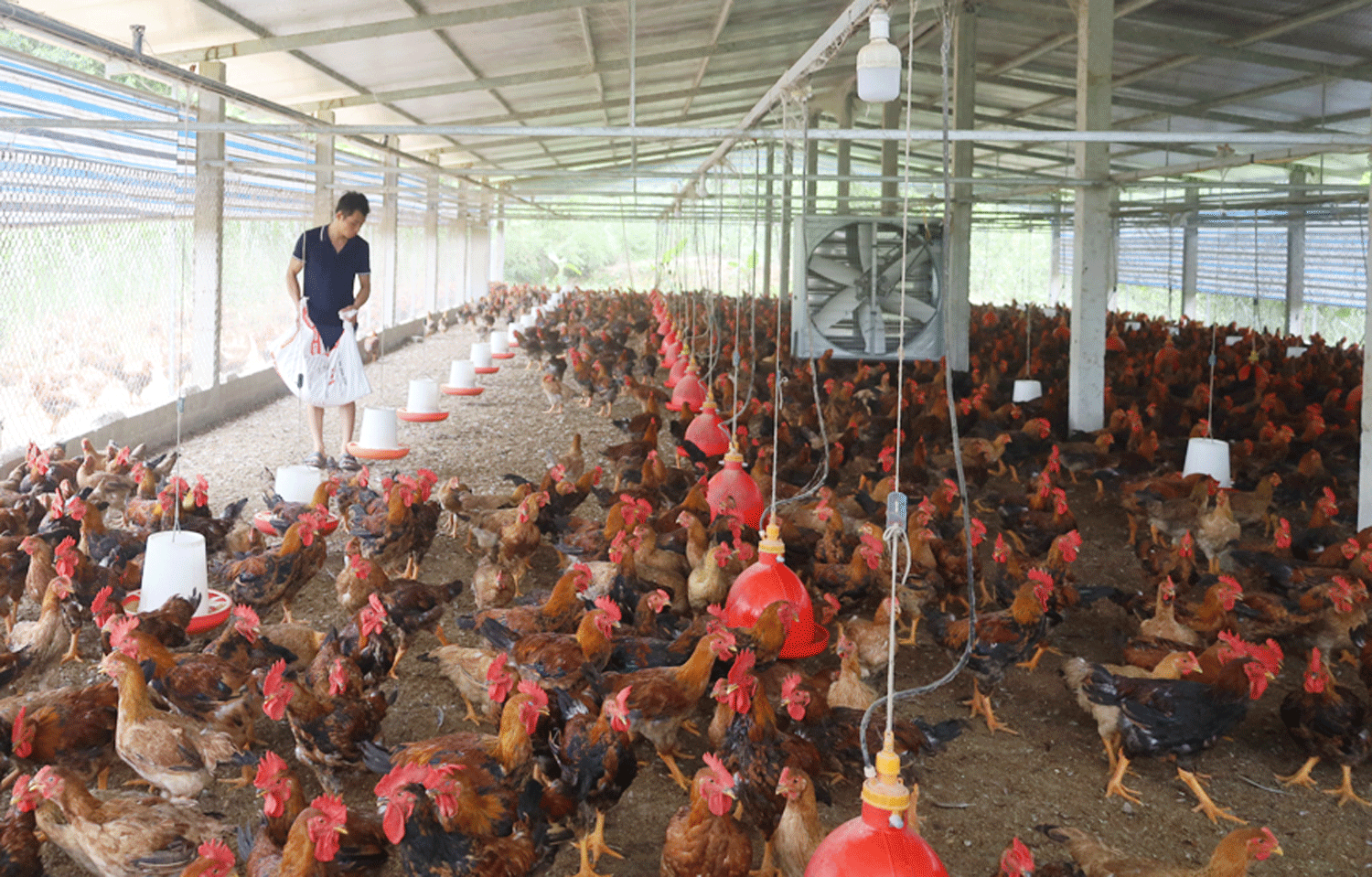 Nông dân Lào Cai linh hoạt ứng phó tình trạng giá thức ăn chăn nuôi tăng