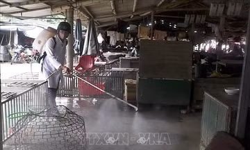 Chủ động phòng, chống dịch bệnh cho đàn vật nuôi sau mưa lũ
