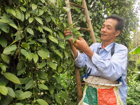 Quảng Trị nhân rộng các mô hình trồng tiêu hiệu quả ảnh 1