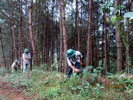 Người thương binh đam mê trồng rừng ảnh 1