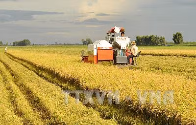 Đánh thức tiềm năng vùng Đồng Tháp Mười - Bài 2: Phát triển nông nghiệp bền vững ảnh 1