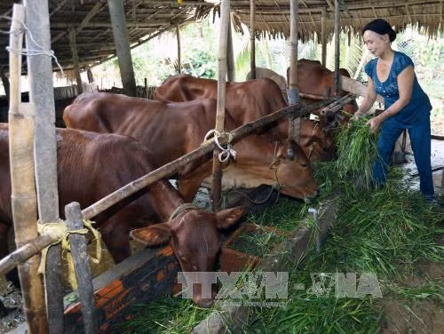 Giúp nông dân thay đổi tập quán canh tác, vươn lên làm giàu ảnh 1