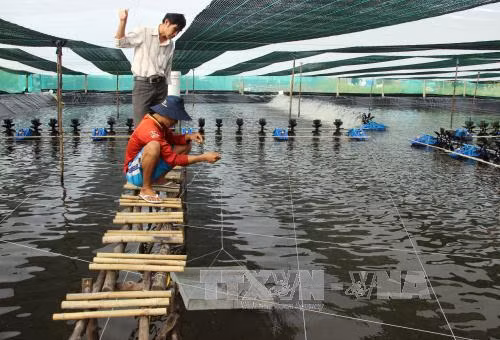 Phát triển nuôi tôm siêu thâm canh - Bài 2: Nỗ lực không để xảy ra hệ lụy ảnh 1