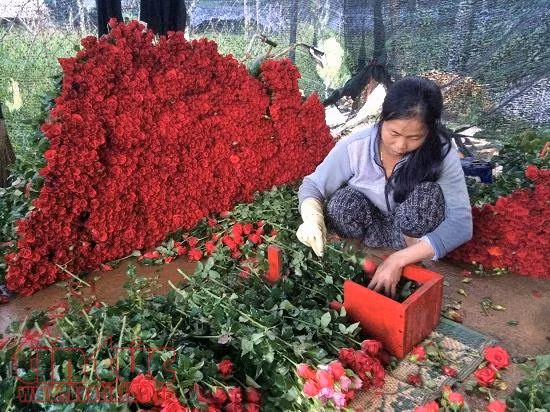 Thị trường 20/10: Hoa nhập ngoại có giá vài chục triệu đồng vẫn đắt khách ảnh 1