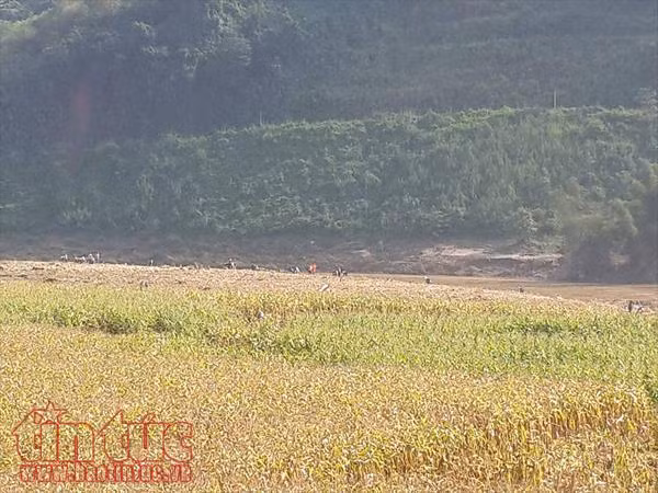 TTXVN nỗ lực tìm kiếm phóng viên bị lũ cuốn ảnh 6