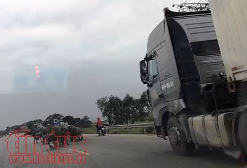 Trâu bò thả rông tràn quốc lộ 1A, hiểm họa khôn lường ảnh 5