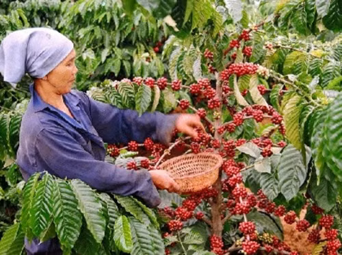 Agribank cùng khách hàng khắc phục hậu quả thiên tai ảnh 1