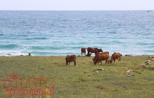Côn Đảo - Từ địa ngục đến thiên đường ảnh 9