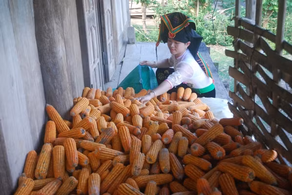  Đảng viên nữ đi đầu trong giảm nghèo, phát triển kinh tế ảnh 1