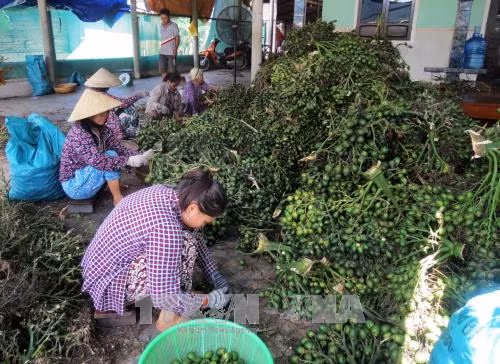 Thừa Thiên - Huế: Thương lái đổ xô mua cau quả non giá cao ảnh 1