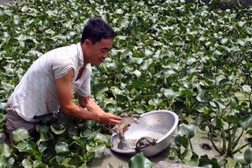 Hiệu quả từ vốn vay chính sách cho đồng bào vùng cao Yên Bái ảnh 3