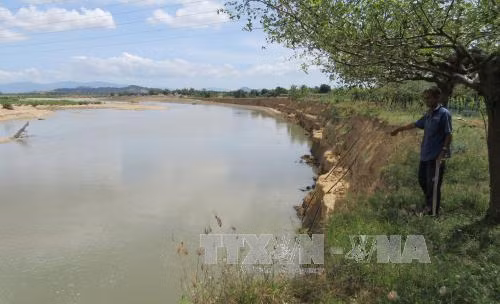 Ninh Thuận: Bờ sông Dinh sạt lở nghiêm trọng ảnh 1