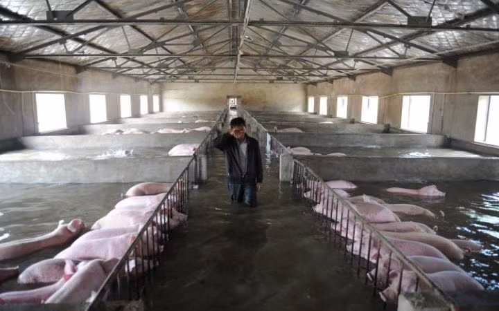 Nông dân bật khóc bất lực nhìn đàn lợn sắp chết vì nước lũ ảnh 1
