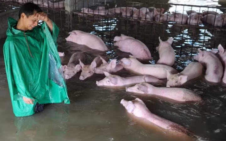 Nông dân bật khóc bất lực nhìn đàn lợn sắp chết vì nước lũ ảnh 2