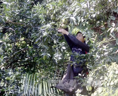 Xuất khẩu rau, quả đạt mức kỷ lục 3,45 tỷ USD ảnh 1