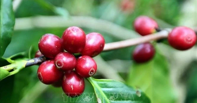 Gia tăng giá trị, mở rộng dư địa xuất khẩu cà phê