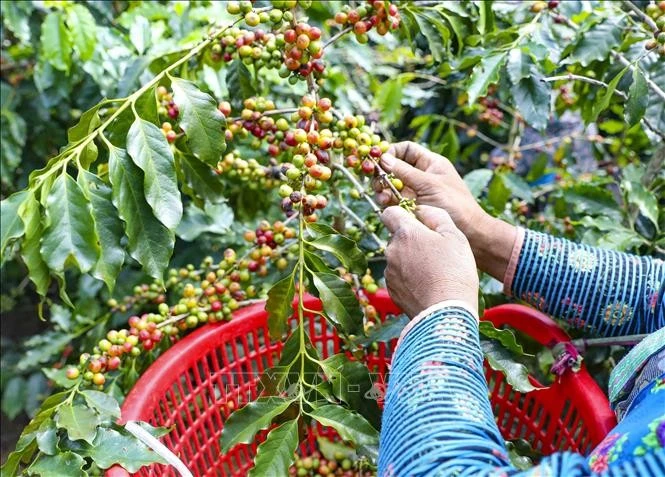Giá cà phê giảm mạnh xuống dưới mốc 90.000 đồng/kg