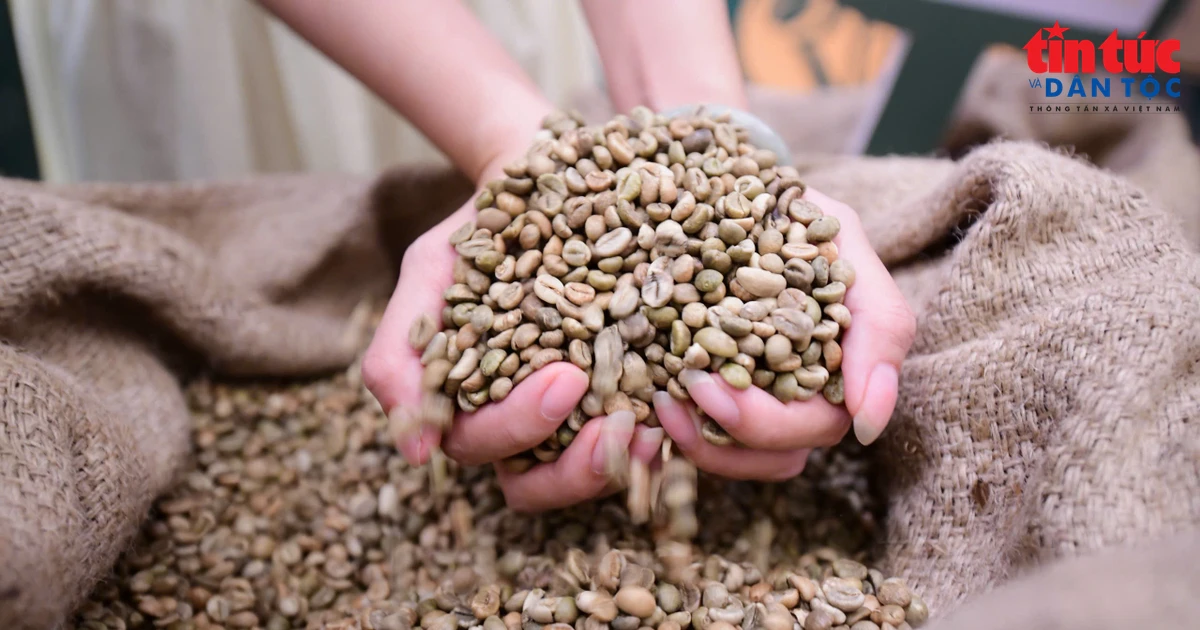 Robusta Việt cần xây dựng thương hiệu riêng để nâng cao giá trị xuất khẩu