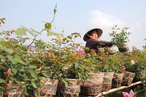 Nông sản Tết được mùa lẫn giá ảnh 1